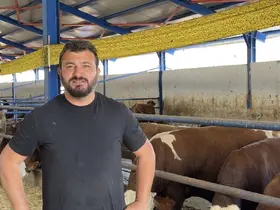 Kamyona binmek istemeyen dana firar etti, güçlükle yakalayabildiler
