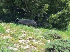 Kangalın sadakati yaylada dikkat çekti
