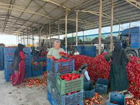 Kapya biberde fabrikaların fiyat düşürmek için ürün alımını geciktirdiği iddiası
