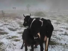 Karabük’te dolu yağışı etkili oldu
