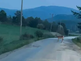 Karaca sürüsü köy yolunda görüntülendi
