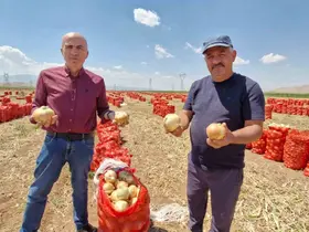 Karaman’da yazlık soğan üreticisinin yüzünü güldürüyor