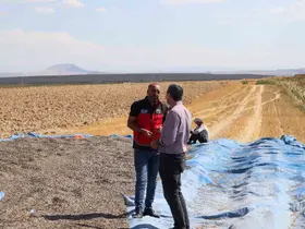 Karapınar’da ayçiçeği ve patates hasadı sürüyor
