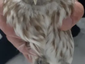 Karapınar’da bulunan yaralı baykuş koruma altına alındı
