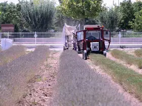 Karatay Lavanta Bahçesi’nde hasat başladı