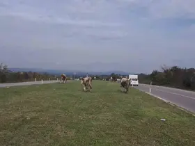 Karayolunda başıboş gezen hayvanlar tehlike saçıyor
