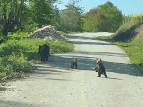 Kardeşlerin anne ayı ve yavruları ile sohbeti gülümsetti
