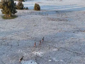 Karla kaplı dağlarda koşuşturan geyikler dronla böyle kaydedildi
