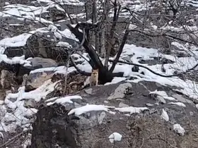Karlar arasında yiyecek arayan tilki görüntülendi
