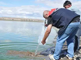 Kars göllerine binlerce sazan yavrusu bırakıldı
