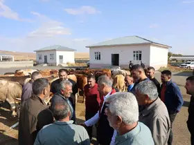 Kars Hayvan Pazarı açıldı
