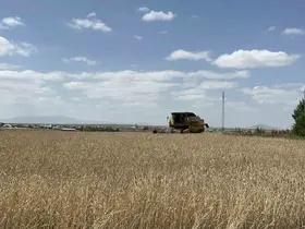 Kars’ta arpa ve yulaf hasadı hızlandı: Çiftçiler gün doğmadan tarlaya giriyor
