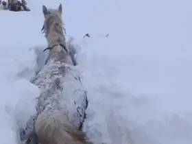 Kars’ta bu kez at kara saplandı
