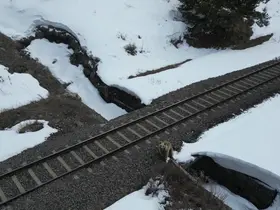 Kars’ta drone ile karşılaşan boz ayı kamerada: Merak, tedirginlik ve kaçış
