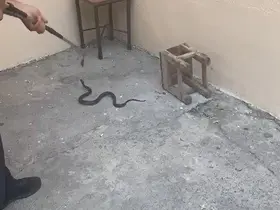 Kars’ta evin bahçesine giren yılan itfaiyeyi harekete geçirdi
