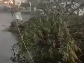 Kars’ta fırtına çatıları uçurdu, ağacı kökünden söktü
