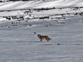 Kars’ta hareket halindeki aracı takip eden kurt kameraya yansıdı
