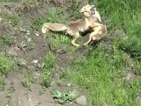 Kars’ta kızıl tilkilerin oyun ve güç gösterisi kamerada
