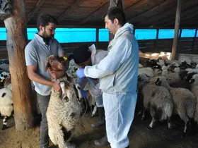 Kars’ta küçükbaş hayvanlara kayıt altına alınıyor
