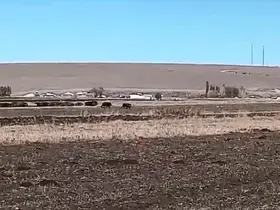 Kars’ta mısır tarlaları domuz sürüsünün istilasına uğradı
