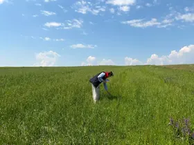 Kars’ta yem bitkileri tespit çalışmaları aralıksız sürüyor
