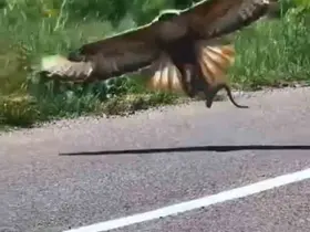 Kartalın nefes kesen yılan avı kamerada
