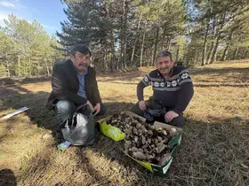 Kastamonu ormanlarında kuzugöbeği mantarı bolluğu
