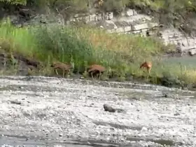 Kastamonu’da dereden su içen karacalar kameraya yansıdı
