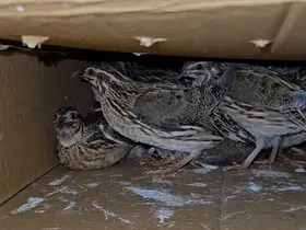 Kastamonu’da kaçak bıldırcın avlayan şahıslara 622 bin lira ceza
