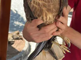 Kastamonu’da yaralı halde bulunan kuş tedavi altına alındı
