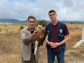 Kastamonu’da yaralı halde bulunan şahin tedavi altına alındı
