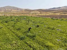 Kavun hasadı üreticinin yüzünü güldürdü: ’Rekolte de kalite de yüksek’
