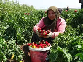 Kavurucu sıcakta acı hasatta çalışan işçiler ellerini yüzlerine süremiyorlar
