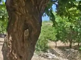 Kayısı ağacındaki oyuk, bal arılarına yuva oldu
