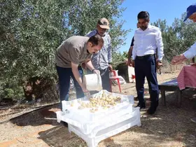 Kaymakam Battal, incir hasadında üreticilerle bir araya geldi
