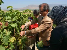 Kaymakam Güldoğan bağa girip üzüm kesti
