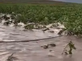 Kayseri’de tarım arazileri sular altında kaldı
