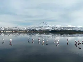 Kayseri’nin ilk flamingo kafilesi geldi
