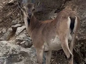 Keban’da dağ keçileri görüntülendi
