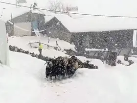 Keçilerin inadı yarım metreyi bulan kara yenilmedi
