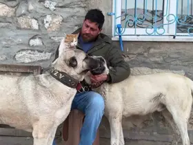 Kedi ile Kangal köpeklerinin dostluğu görenleri şaşırtıyor
