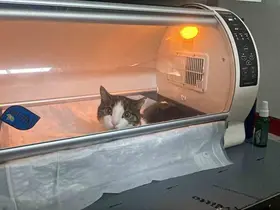 Kedinin karnından 400 gramlık kist çıktı, tedavisi yapılan kedi sahibine teslim edildi
