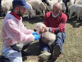 Kemah’ta küçükbaş hayvanlar aşılanarak küpeleniyor
