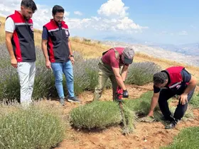 Kemah’ta mor bereket: Lavanta hasadı başladı
