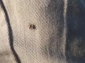 Keneye karşı uyarırken bile üzerinde kene gezdi

