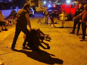 Keşan’da ata şiddet uyguladıkları iddiasıyla 2 kişi hakkında adli işlem başlatıldı
