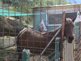 Kesime götürülürken kurtarılan atlara 5 yıldır gönüllüler bakıyor
