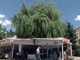 Kesmeye kıyamadığı salkım söğüdü, işletmenin simgesi oldu
