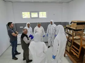 Kestane gal arısına karşı biyolojik mücadele güçlendiriliyor
