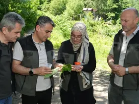 Kestane ormanlarını korumak için 5 bin samuray arısı doğaya salındı
